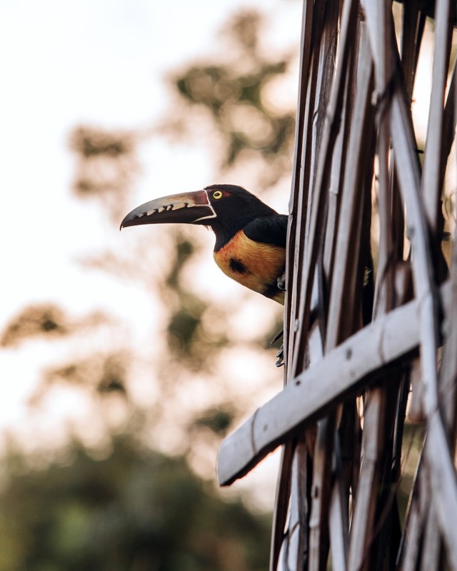 A collared aracari peeks out from behind a woven wooden screen.